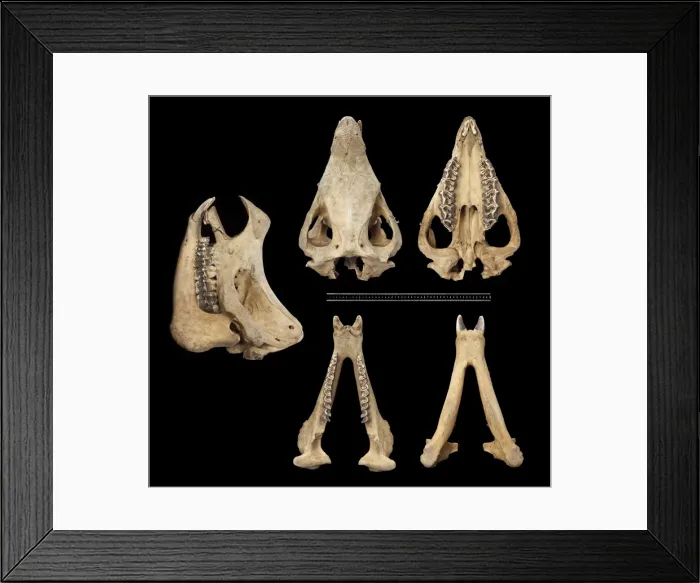 Framed Print : Rhinoceros sondaicus, javan rhinoceros Framed Print : Rhinoceros sondaicus, javan rhinoceros