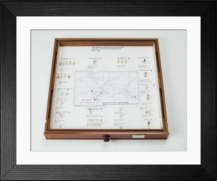 Framed Print : Specimens collected by Darwin on the voyage of the Beagle 18 Framed Print : Specimens collected by Darwin on the voyage of the Beagle 18