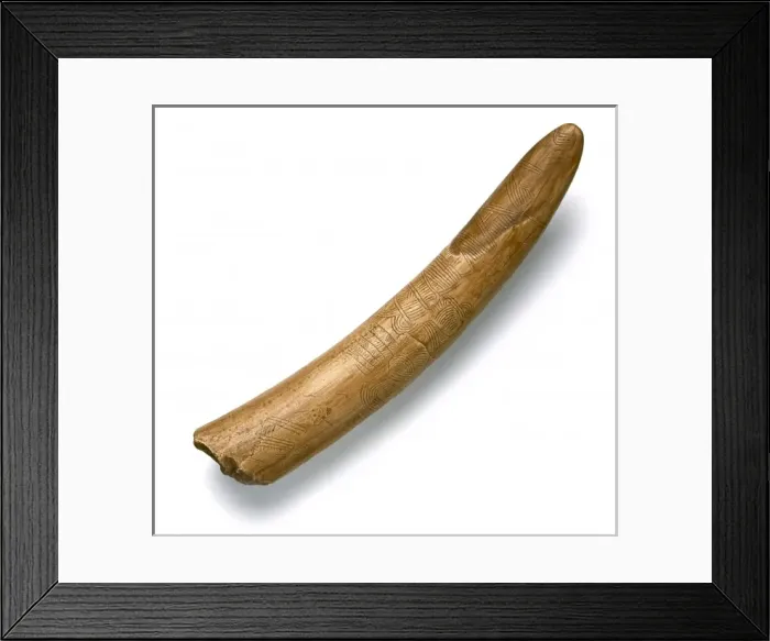 Framed Print : Engraved mammoth tusk Framed Print : Engraved mammoth tusk