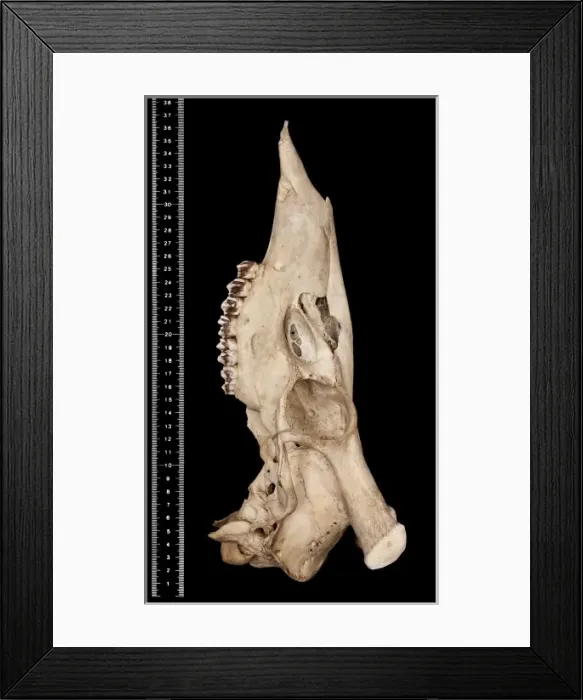 Framed Print : Cervus unicolor brookei Framed Print : Cervus unicolor brookei