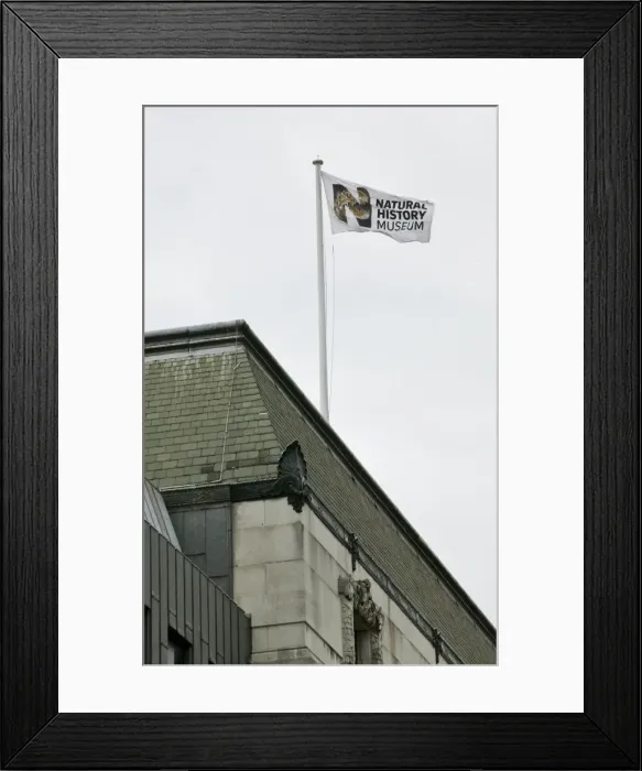 Framed Print : Natural History Museum flag Framed Print : Natural History Museum flag