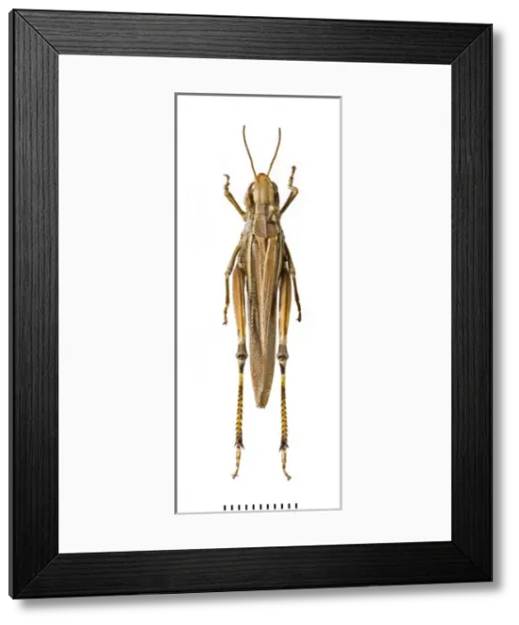 Framed Print : Stethophyma grossum, large marsh grasshopper Framed Print : Stethophyma grossum, large marsh grasshopper