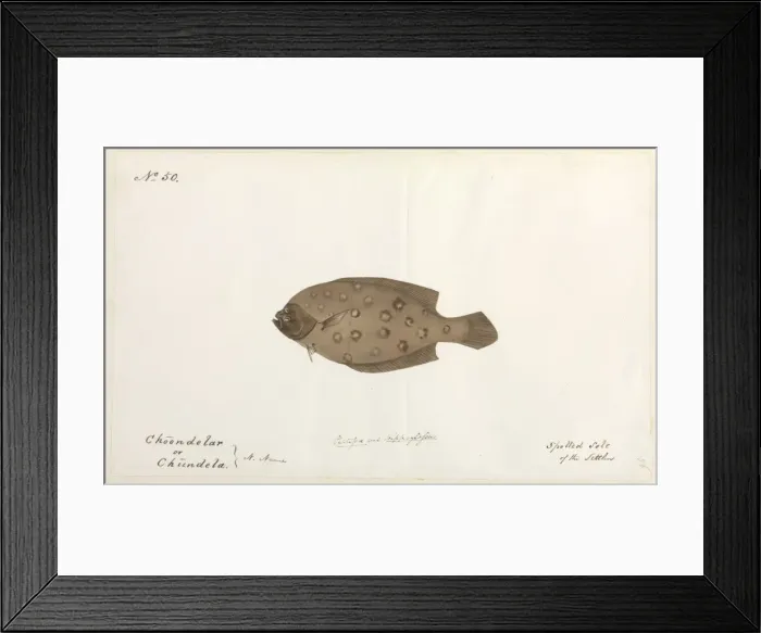 Framed Print : Spotted sole illustration Framed Print : Spotted sole illustration