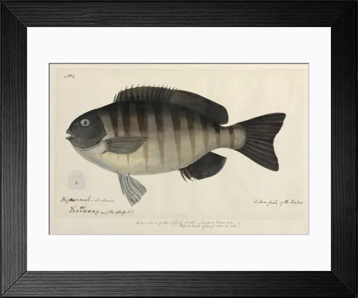 Framed Print : Zebra fish illustration Framed Print : Zebra fish illustration