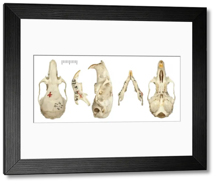Framed Print : Phyllotis cachinus Framed Print : Phyllotis cachinus