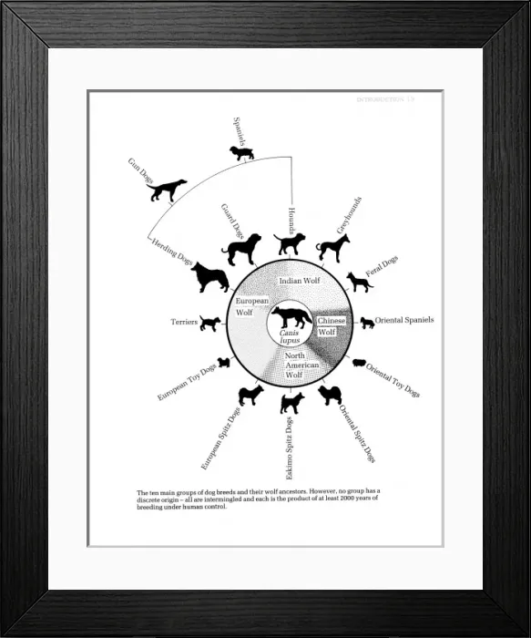 Framed Print : Canis lupus familiaris, dog Framed Print : Canis lupus familiaris, dog