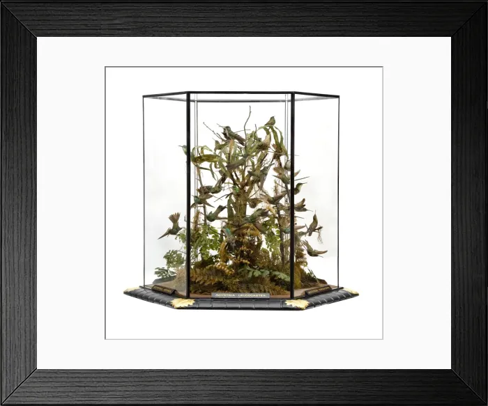 Framed Print : Agyrtria leucocaster, hummingbird display Framed Print : Agyrtria leucocaster, hummingbird display