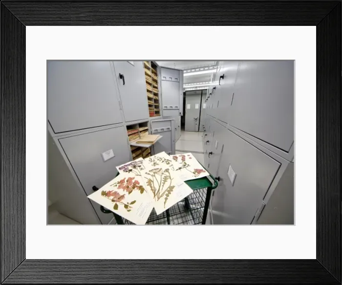 Framed Print : General Herbarium, Darwin Centre Framed Print : General Herbarium, Darwin Centre