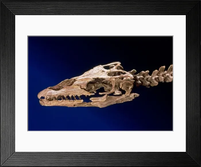 Framed Print : Skull part of the From The Beginning exhibition in the Earth Galleries Framed Print : Skull part of the From The Beginning exhibition in the Earth Galleries
