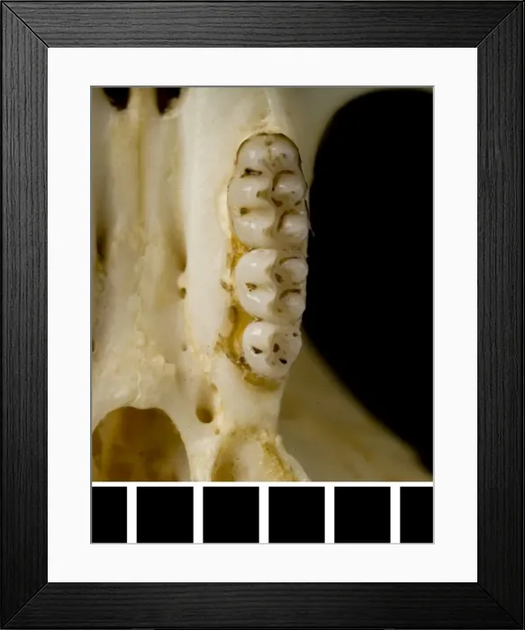 Framed Print : Oligoryzomys victus, St. Vincent pygmy rice rat Framed Print : Oligoryzomys victus, St. Vincent pygmy rice rat