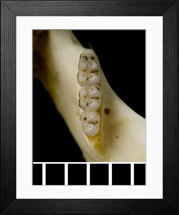 Framed Print : Oligoryzomys victus, St. Vincent pygmy rice rat Framed Print : Oligoryzomys victus, St. Vincent pygmy rice rat