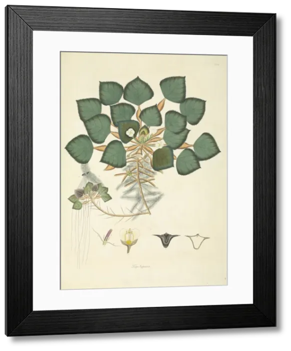 Framed Print : Trapa natans, var. bispinosa Framed Print : Trapa natans, var. bispinosa
