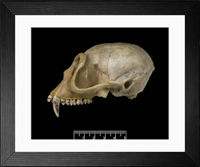 Framed Print : Trachypithecus delacouri, delacours langur Framed Print : Trachypithecus delacouri, delacours langur
