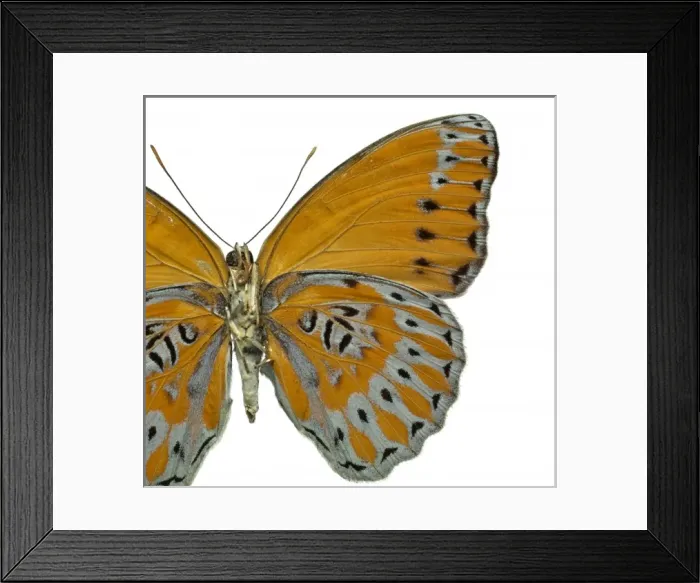 Framed Print : Crenidomimas concordia, butterfly Framed Print : Crenidomimas concordia, butterfly