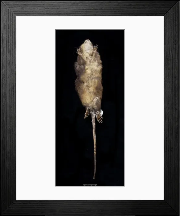 Framed Print : Megalomys desmarestii, antillean giant rice rat Framed Print : Megalomys desmarestii, antillean giant rice rat