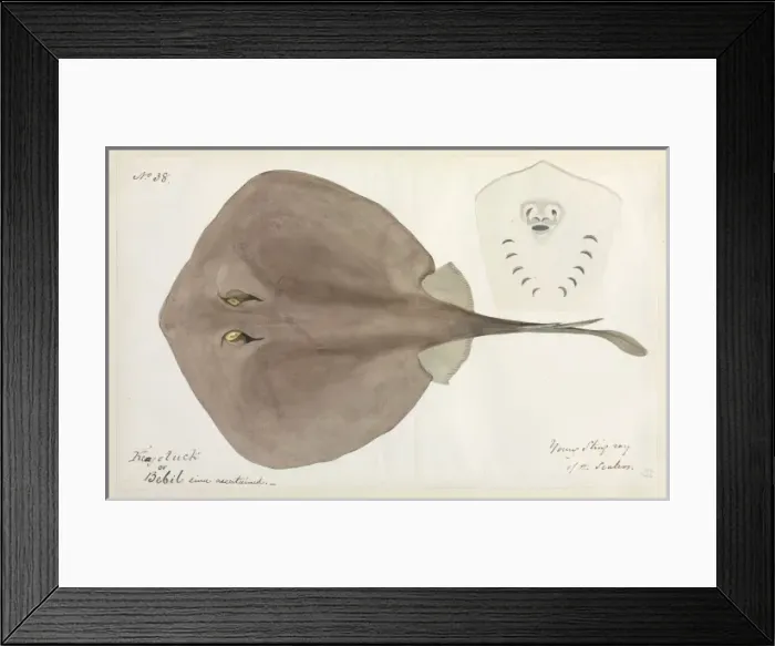 Framed Print : Stingray illustration Framed Print : Stingray illustration