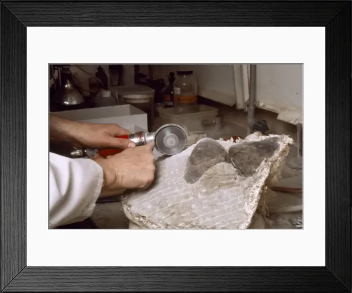 Framed Print : Baryonyx laboratory work, 1983 Framed Print : Baryonyx laboratory work, 1983