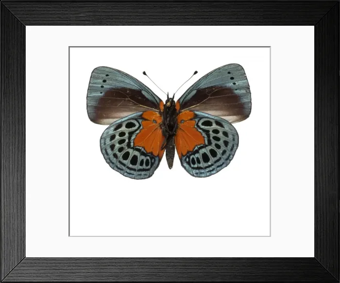 Framed Print : Asterope leprieuri, butterfly Framed Print : Asterope leprieuri, butterfly
