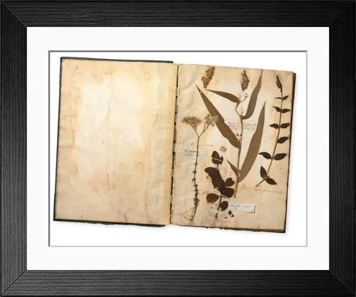 Framed Print : Specimens (including butterflies) from the Paul Hermann Coll