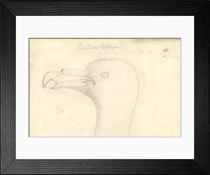 Framed Print : Macronectes giganteus, southern giant petrel Framed Print : Macronectes giganteus, southern giant petrel