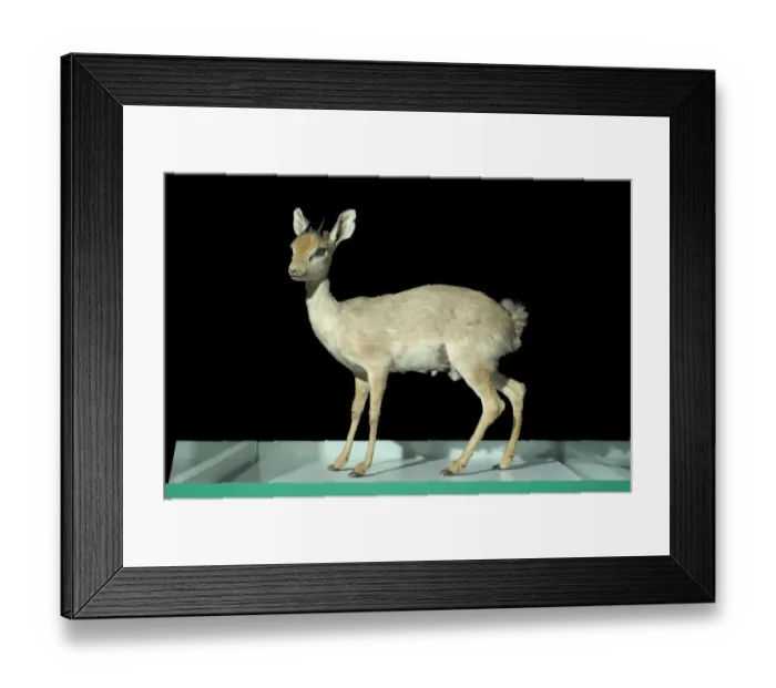 Framed Print : Madoqua saltiana, Salts dik-dik Framed Print : Madoqua saltiana, Salts dik-dik