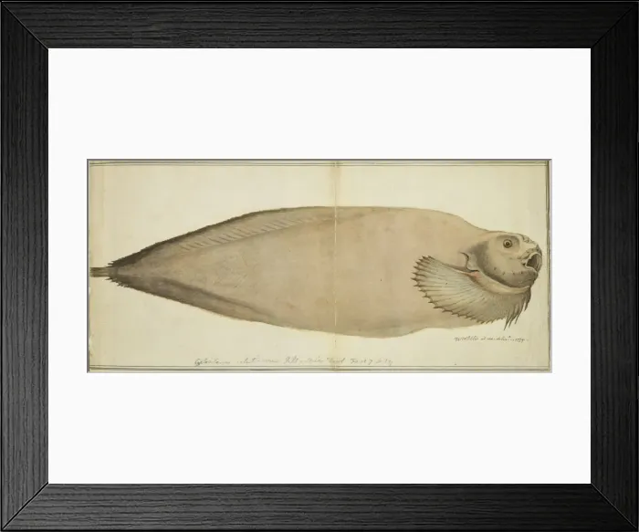 Framed Print : Plate 100 by William Ellis Framed Print : Plate 100 by William Ellis