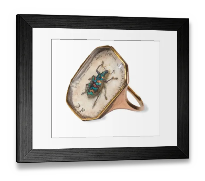 Framed Print : Ring with a weevil set in Framed Print : Ring with a weevil set in