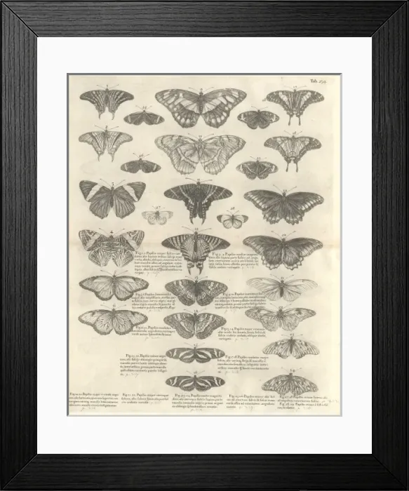 Framed Print : Butterfly illustration Framed Print : Butterfly illustration