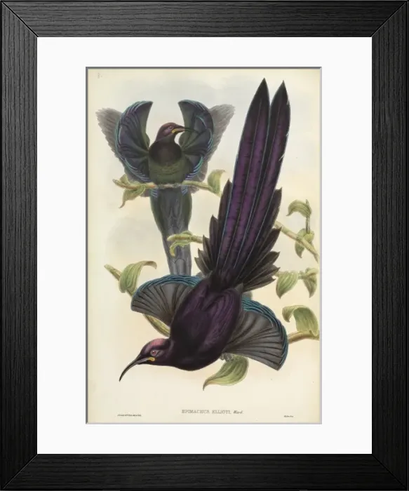 Framed Print : Epimachus ellioti, elliots sicklebill Framed Print : Epimachus ellioti, elliots sicklebill