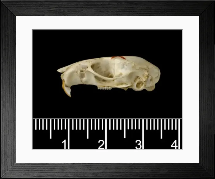 Framed Print : Oligoryzomys victus, St. Vincent pygmy rice rat Framed Print : Oligoryzomys victus, St. Vincent pygmy rice rat