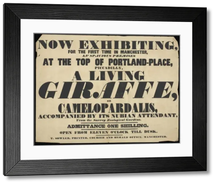 Framed Print : Exhibition of a giraffe to the public, Manchester Framed Print : Exhibition of a giraffe to the public, Manchester