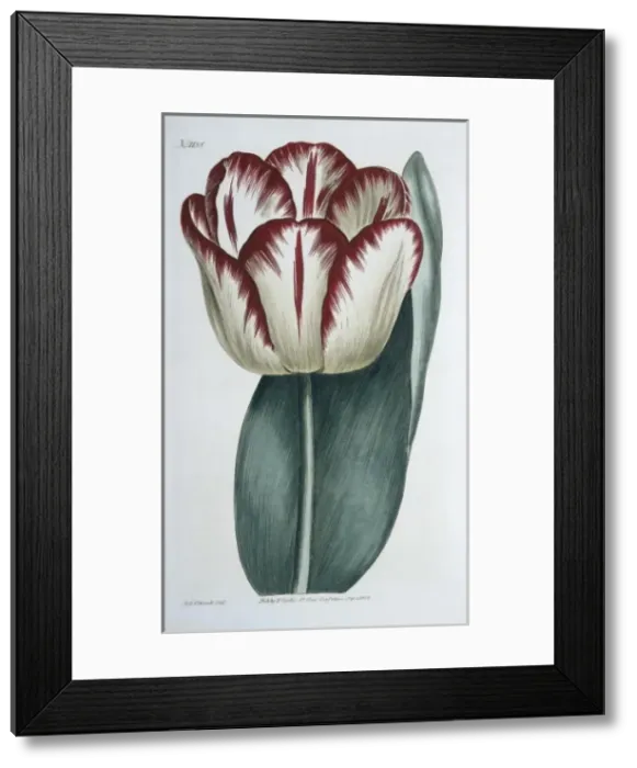 Framed Print : Tulipa gesneriana, garden tulip Framed Print : Tulipa gesneriana, garden tulip