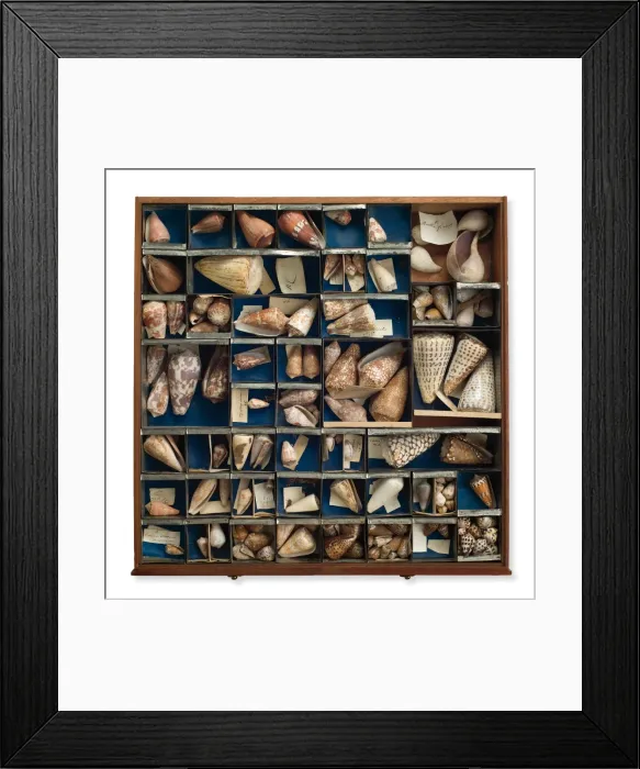 Framed Print : Tray of shells Framed Print : Tray of shells