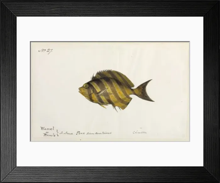 Framed Print : Fish illustration Framed Print : Fish illustration