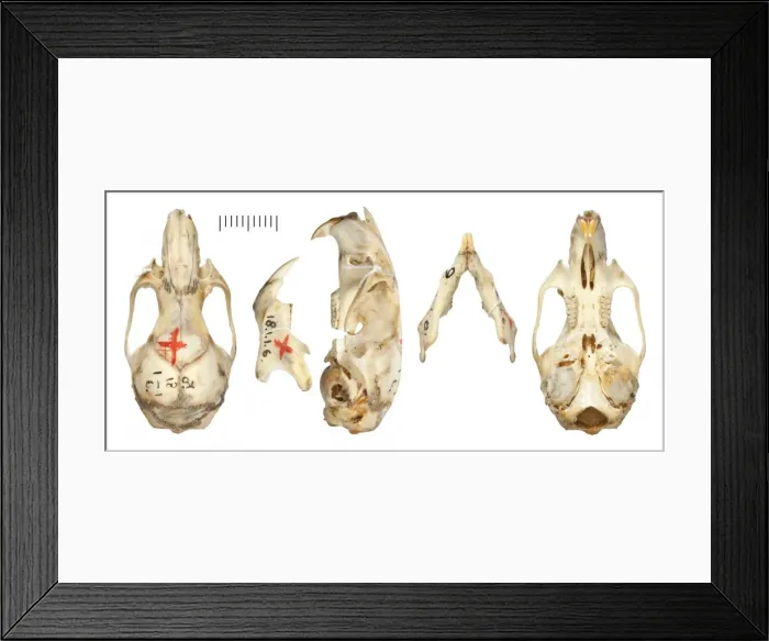 Framed Print : Graomys lockwoodi Framed Print : Graomys lockwoodi