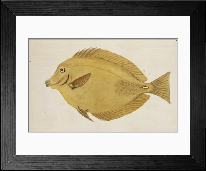 Framed Print : Plate 104 by William Ellis Framed Print : Plate 104 by William Ellis