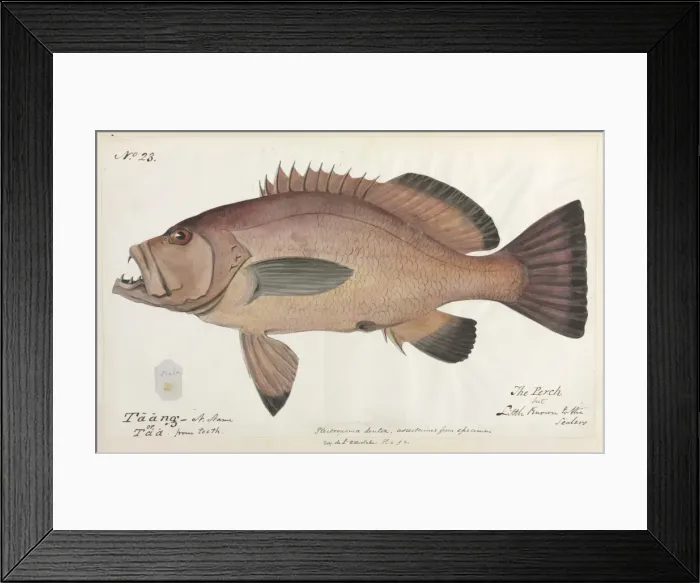 Framed Print : Perch illustration