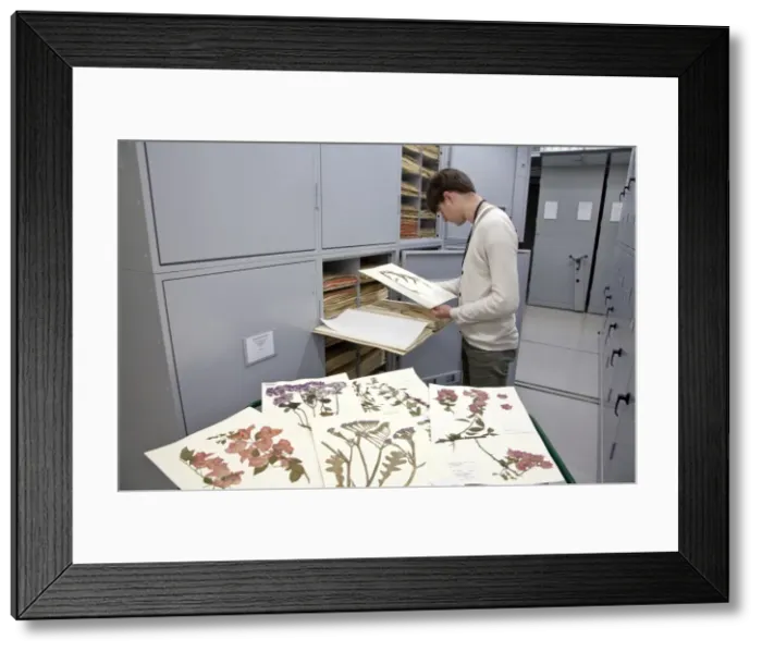 Framed Print : General Herbarium, Darwin Centre Framed Print : General Herbarium, Darwin Centre