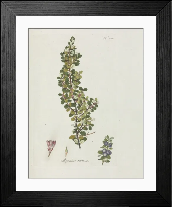Framed Print : Myrsine retusa Framed Print : Myrsine retusa