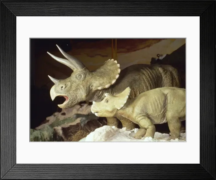 Framed Print : Triceratops Framed Print : Triceratops