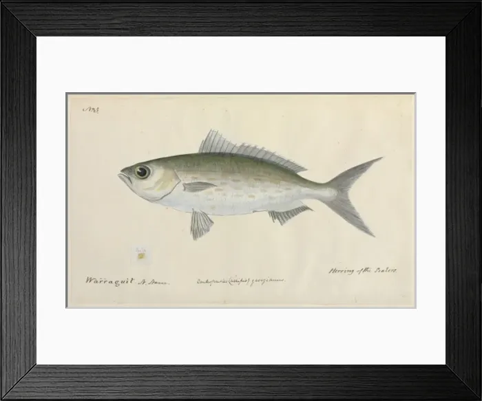 Framed Print : Herring illustration Framed Print : Herring illustration