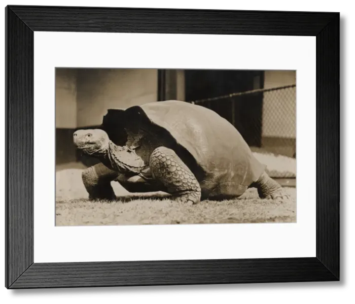 Framed Print : Sopa, giant tortoise, 1933 Framed Print : Sopa, giant tortoise, 1933