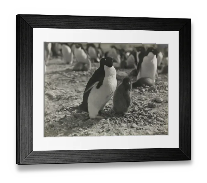 Framed Print : Adeliee Penguins, Cape Adare Framed Print : Adeliee Penguins, Cape Adare