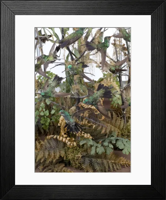Framed Print : Hummingbird display case Framed Print : Hummingbird display case