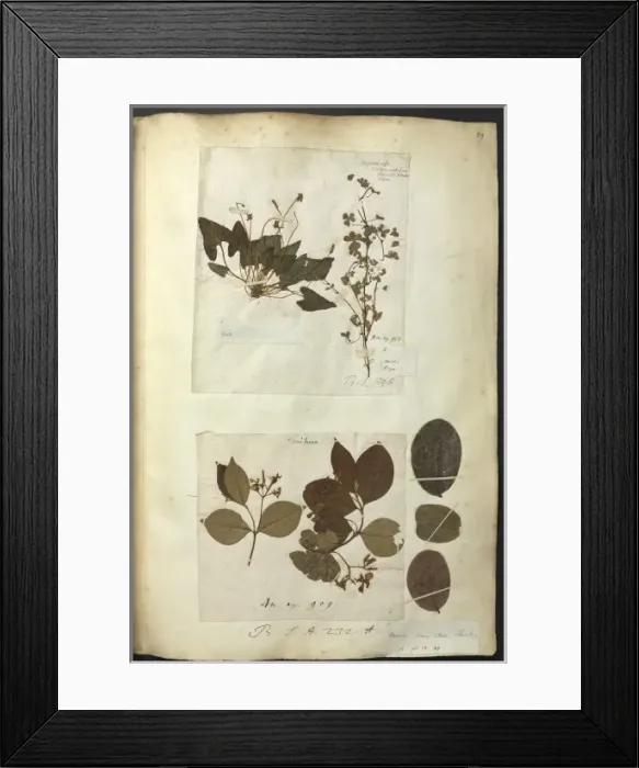 Framed Print : Hans Sloane Vol. 211 page 29 Framed Print : Hans Sloane Vol. 211 page 29