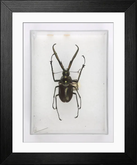Framed Print : Chiasognathus grantii Stephens, stag beetle Framed Print : Chiasognathus grantii Stephens, stag beetle