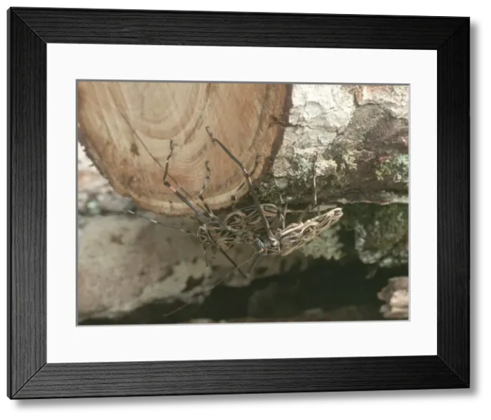 Framed Print : Acrocinus longimanus, Harlequin beetle Framed Print : Acrocinus longimanus, Harlequin beetle