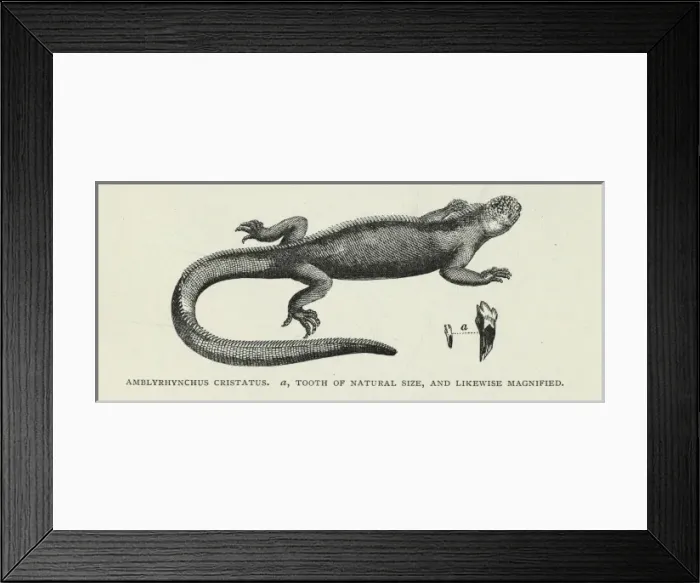 Framed Print : Amblyrynchus cristatus Framed Print : Amblyrynchus cristatus