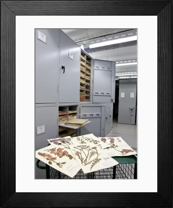 Framed Print : General Herbarium, Darwin Centre Framed Print : General Herbarium, Darwin Centre