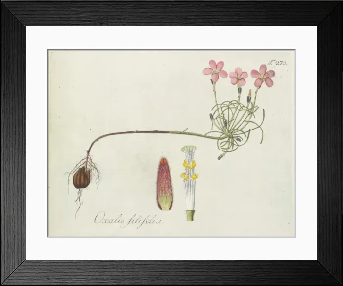 Framed Print : Oxalis filifolia Framed Print : Oxalis filifolia